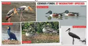 Gurgaon's Bhindawas Wetland Records 9,483 Birds Amid Habitat Stress Concerns