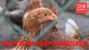 H5N1 Bird Flu Outbreak in India: 41 Cases in 2025, Kerala & Tamil Nadu on Alert