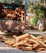 Haryana Forest Officials Seize Punjab-Bound Truck Carrying 460 Illegal Khair Logs in Yamunanagar