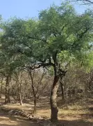 Haryana Launches 'Swadeshi Vriksh Bachao Abhiyan' to Save Native Trees from Extinction