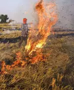 Haryana's Satellite Crackdown Aims to End Wheat Stubble Burning by 2027