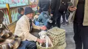 Himalayan Shepherds Face Livelihood Crisis as Puppy Sales Banned at Uttarayani Fair