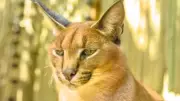 Historic First: Rajasthan Forest Officials Radio-Collar Endangered Caracal Cat in Jaisalmer