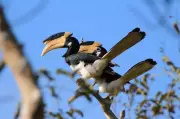 Hornbill Festival 2026 in Dandeli to Boost Conservation Efforts