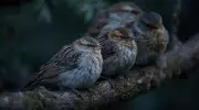 How Birds Sleep with One Eye Open: The Science of Unihemispheric Sleep