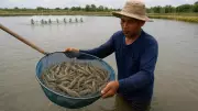 How Haryana, Rajasthan, Punjab Turn Saline Land into Shrimp Gold