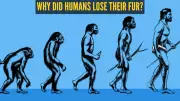 How Humans Lost Their Fur and Became Sweaty Survivors