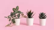 How to Choose Fake Plants That Look Real: A Complete Guide
