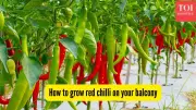 How to Grow Red Chillies on Your Balcony: A Complete Step-by-Step Guide