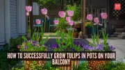 How to Grow Vibrant Tulips in Pots on Your Balcony: A Complete Guide