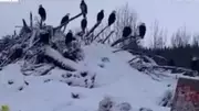 Hundreds of Bald Eagles Defy Winter in Rare British Columbia Gathering