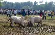 Illegal Bullfights Return to South Goa, Defying Police Crackdown After Fatalities