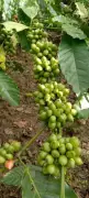 Indian Coffee Exports Set for Global Surge with MEA-Backed Market Studies