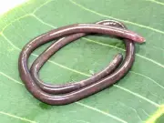 Indian Scientists Discover Rare Blind Caecilian Species in Western Ghats
