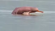 India's Pink River Dolphins: Ganges Hosts Unique Amazon Counterpart