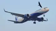 IndiGo's 'Sail into 2026' Sale Offers Domestic Flights from ₹1,499: Dates, Routes, and Key Details