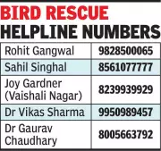 Jaipur Bird Rescue Camps Overwhelmed by Manjha Injuries During Kite Festival