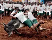Jallikattu Season Kicks Off in Tamil Nadu with First Major Bull Taming Event