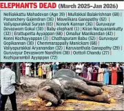 Kerala Elephant Tragedy: 20 Captive Deaths in 10 Months, NGO Alleges Systemic Failures
