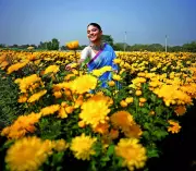 Khirai Blooms: Bengal's Flower Valley Thrives During Saraswati Puja Season