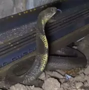 King Cobras Found Along Goa Railway Tracks in Groundbreaking Study