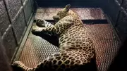Leopard Captured After Straying into Human Settlement in Kerala's Palakkad