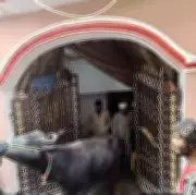 LMC Raids Illegal Dairy in Lucknow, Finds Buffaloes in Bedroom