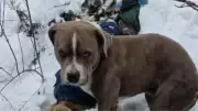 Loyal Pit Bull Guards Teen's Body for Four Days in Himachal's Harsh Snowfall