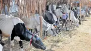 Lucknow Police Suspends Three Officers in Cow Slaughter Frame-Up Plot
