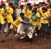 Madras High Court Denies Jallikattu Permission to Village Committee in Madurai