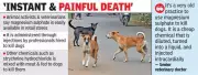 Magnesium Sulphate Used in Mass Dog Killings Across Telangana, Activists Reveal