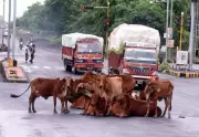 Maharashtra Launches Statewide Drive to Curb Highway Accidents Caused by Stray Animals