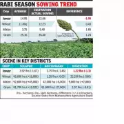 Maharashtra's Jowar Cultivation Plummets by 2 Lakh Hectares After Extreme Monsoon