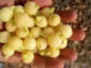 Mahua Blossoms: India's Forest Treasure Sweetens Lives and Livelihoods