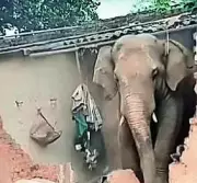 Man Arrested with Elephant Tusks in Palamu Tiger Reserve, First Since 2022