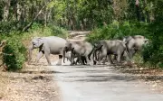 Man Trampled to Death by Wild Elephants in Jharkhand's Chatra District