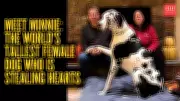 Minnie the Great Dane Crowned World's Tallest Living Female Dog