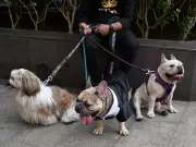 Mumbai Civic Polls: Pet Parks, Clinics Emerge as Key Election Promises