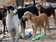 Mumbai's Jeev Sabha Proposes Humane, Science-Based Stray Dog Plan