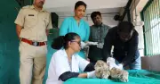 Mumbai's Sanjay Gandhi National Park Welcomes Three New Lion Cubs