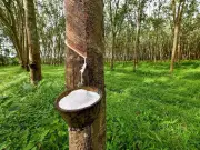 Munger University Partners with Rubber Research Institutes to Boost Rubber Farming in Bihar