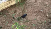 Mystery in Chennai: Over 30 Crows Found Dead in Adyar Park, Officials Probe Cause