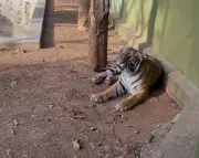 Mysuru Zoo's Young Tigress Preethi Succumbs to Illness After Treatment