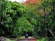 Nashik Activists Halt Tree Felling, Clash with Civic Body Over Green Cover
