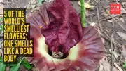 Nature's Foulest Blooms: 5 Flowers That Stink Like Rotting Flesh and Garbage