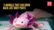 Nature's Marvels: 5 Animals That Can Regrow Lost Body Parts