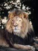 Nature's Survivors: Animals That Thrive in Extreme Weather Conditions