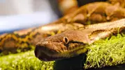 Nature's Ultimate Survivors: Snakes That Thrive in Earth's Harshest Environments