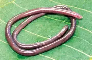New Blind Caecilian Species Gegeneophis Valmiki Discovered in Maharashtra's Satara