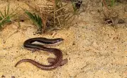 New Limb-Reduced Skink Species Discovered in Australia's Remote Gulf Region